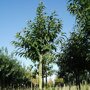 Castanea sativa